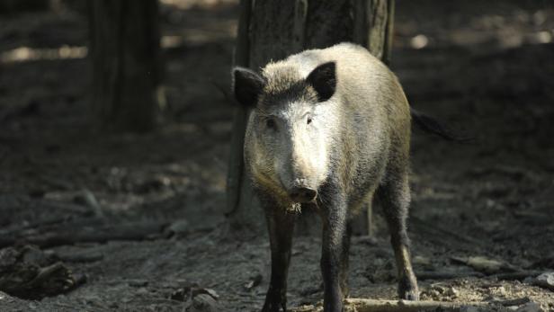 Eisenstadt kämpft gegen Wildschweinplage und zieht "Grenze"