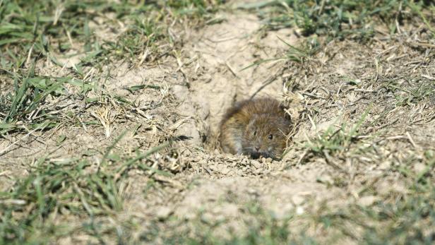 Engpass bei Fallen und Gift: Nur Sintflut kann Mäuse-Plage stoppen
