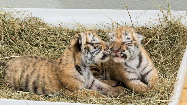 Tote Tigerbabys: Slowakischer Zoo will nun klagen