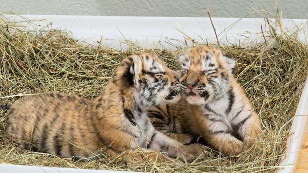 Gefundene Tigerbabys: Keine Tierquälerei bei Unterbringung festgestellt
