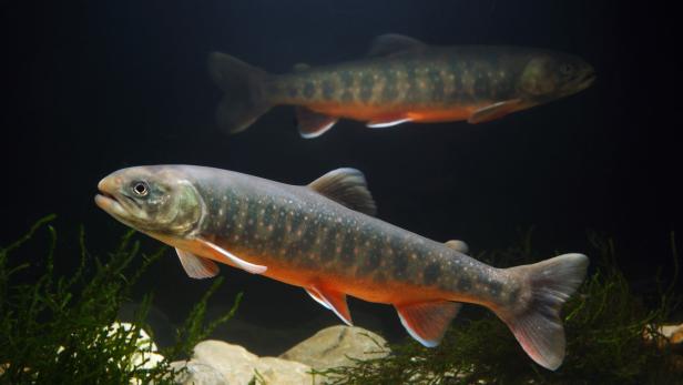 Risiken für Fische durch Klimawandel viel größer als angenommen