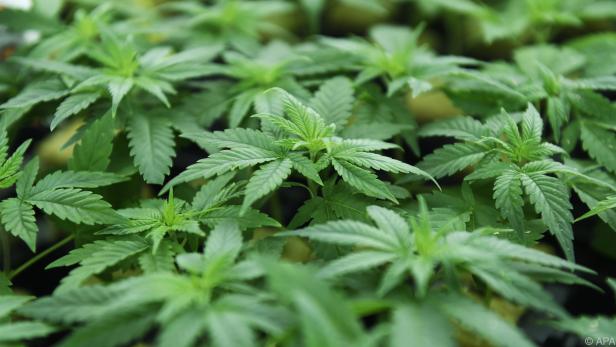 CBD wird aus der Cannabis-Pflanze gewonnen