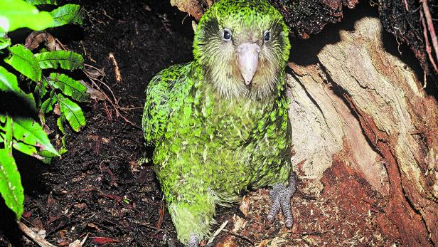 Der Kakapo ist ein Papagei, der in Neuseeland beheimatet ist.