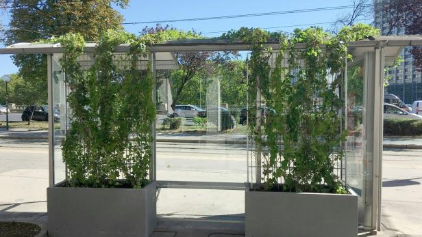 Wien: Haltestellen von Straßenbahnen werden bepflanzt