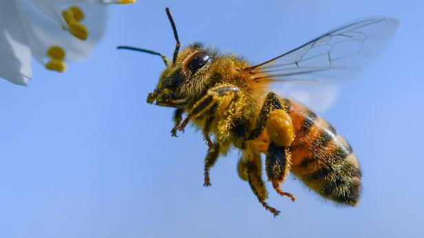 Pollen und Nektar sind die natürliche Nahrungsgrundlage für die sozial lebenden Honigbienen.