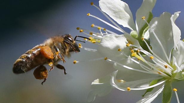 Es ist eine Win-win-Situation: Je mehr Bienen auf die Obstblüten fliegen, umso mehr Obst, aber auch Honig gibt es.