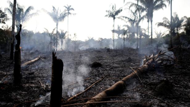 Feuer im Amazonas: schon 471.000 Hektar Land zerstört