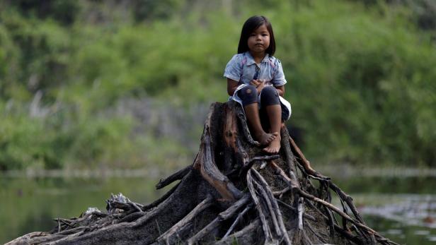 Baumstumpf: Der Lebensraum der indigenen Völker Amazoniens ist bedroht.