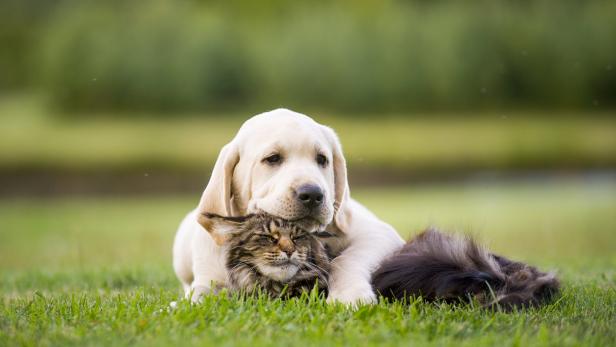 Freundschaften unter ungleichen Tierarten