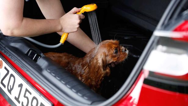 ford-international-dog-day.jpg