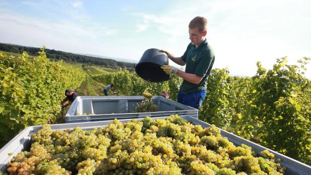 Weinexporte sind um fast 16 Prozent gestiegen