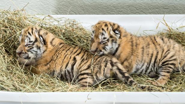 Aus Wohnung gerettete Tigerbabys sind tot, Frau will Entschädigung