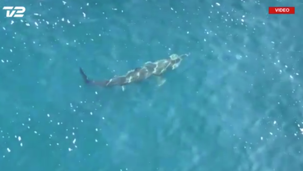Video: Arbeiter sichten acht Meter langen Riesenhai in Nordsee
