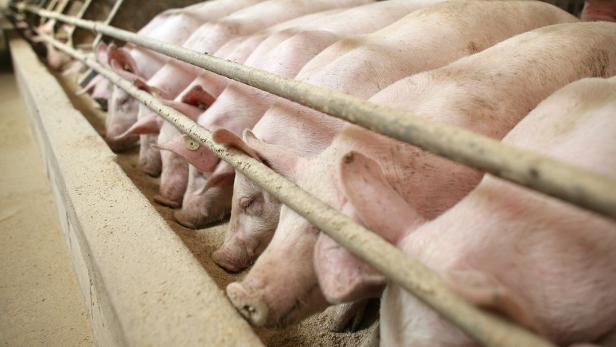 Schweinepest: China senkt  Importzölle auf Schweinefleisch