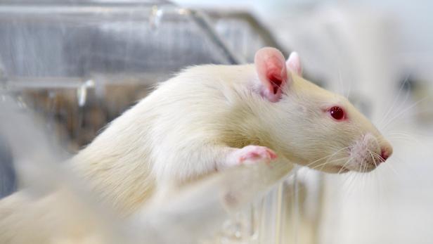 Ratten und Mäuse zählen zu den meistverwendeten Tieren.