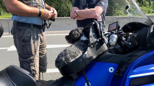 Salzburg: Hund ungesichert am Motorrad mitgenommen