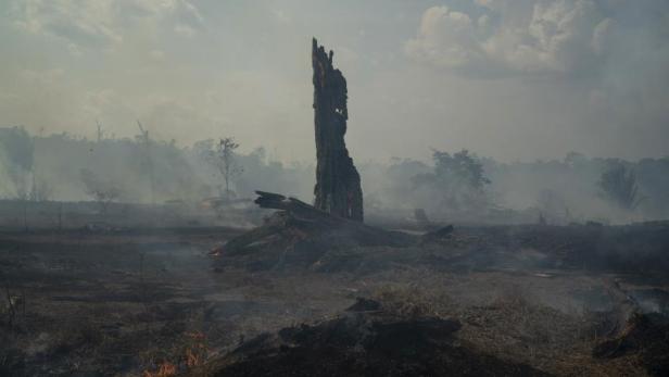 Brasilien: Brandrodungs-Verbot gilt für 60 Tage