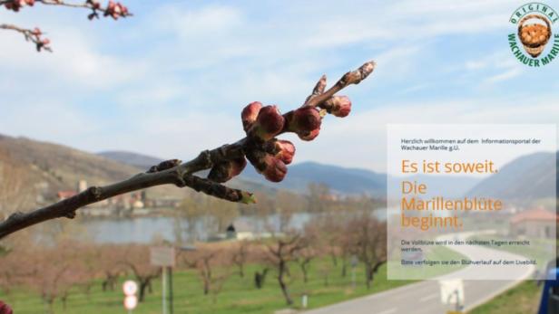 Nahaufnahme eines Zweigs mit Blütenknospen vor einer Landschaft in der Wachau.