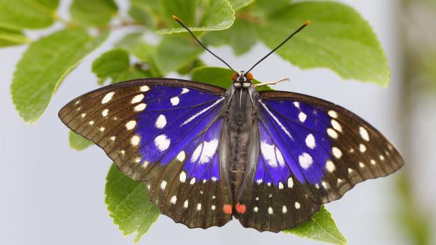 Der Tiergarten Schönbrunn züchtet besonderen Schmetterling aus Japan