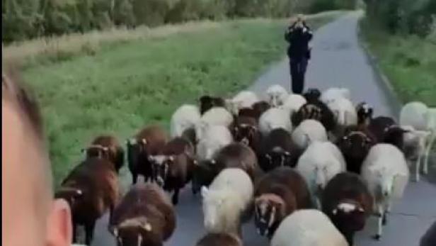 Donauinsel: Polizeieskorte für 50 FKK-affine Schafe