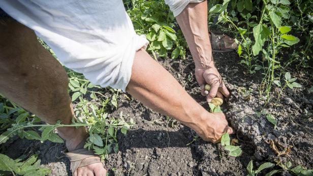 Nach der Krise: Sind Kleinbauern die Antwort?