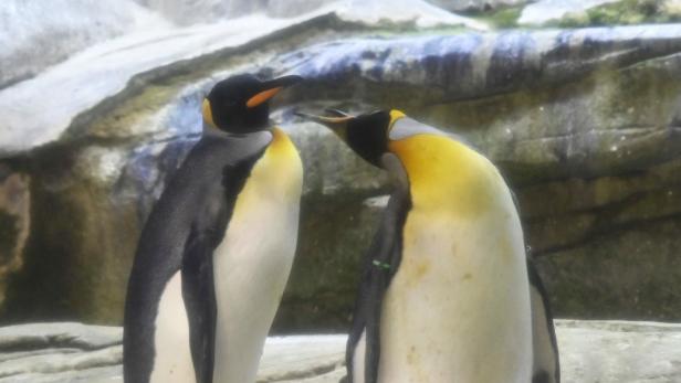 Kein Nachwuchs: Schwules Berliner Pinguin-Paar muss Brut beenden