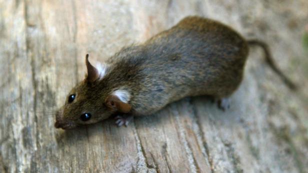 Viele Wiener Ratten sind Träger gefährlicher multiresistenter Keime