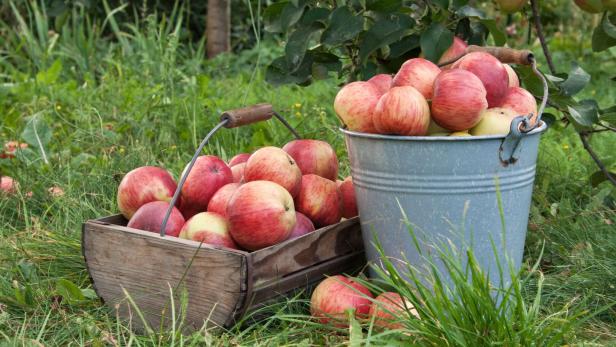 Über 100 Apfel- und Birnensorten wurden von den Vereinsmitgliedern gesammelt.