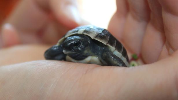 Mann wird zu Schildkröten-Papa: Aus "Tennisball" schlüpfte Jungtier