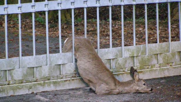 Tierrettung Wels