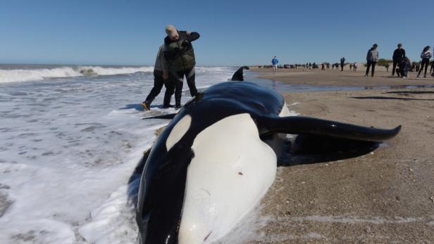 Sieben Schwertwale in Argentinien gestrandet