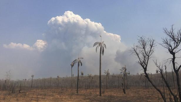 Bolivien: Vier Millionen Hektar Wald verbrannt