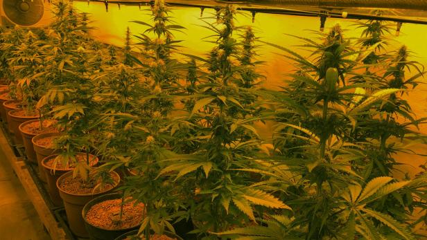Cannabis-Plantage hinter doppelter Mauer