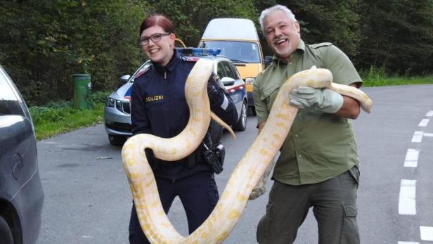 Der Python ist vier Meter lang, 40 Kilogramm schwer
