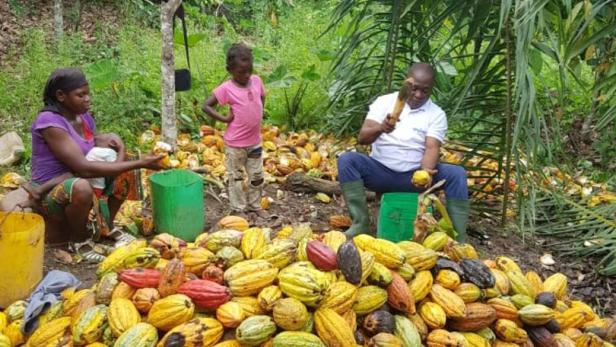 Der Kakao-Bauer Traore Ousmane beim Öffnen der Schoten. Die Arbeit auf einer Kakaoplantage erfordert viel Handarbeit.