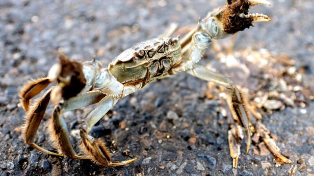Krabben-Invasion: Massenwanderung an die Nordsee