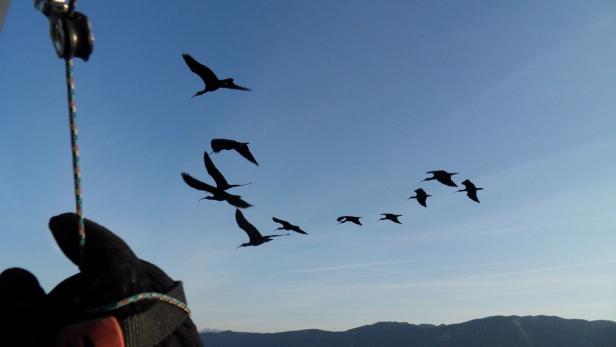 Britische Studie zeigt: Fliegen in V-Formation spart Energie.