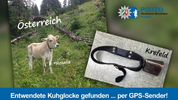 In Deutschland gefunden: Wie Kuh "Rosalie" die Glocke wiederbekommt