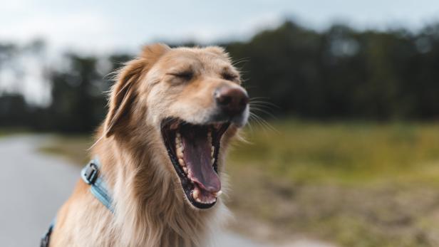 Hunde gähnen, um Stress abzubauen.