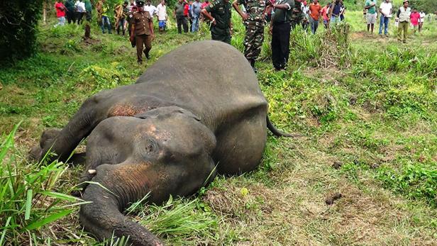 Sri Lanka: Elefanten von zornigen Dorfbewohnern vergiftet