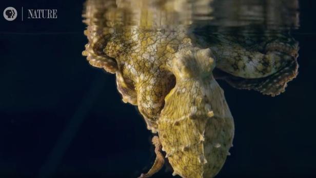 Video: "Träumender" Oktopus lässt das Netz staunen