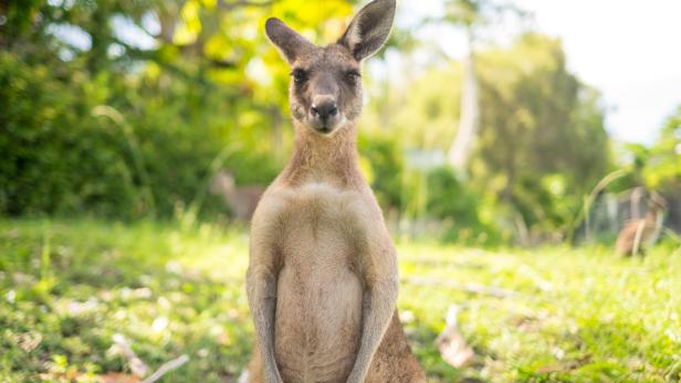 Kangaroo at Open Field