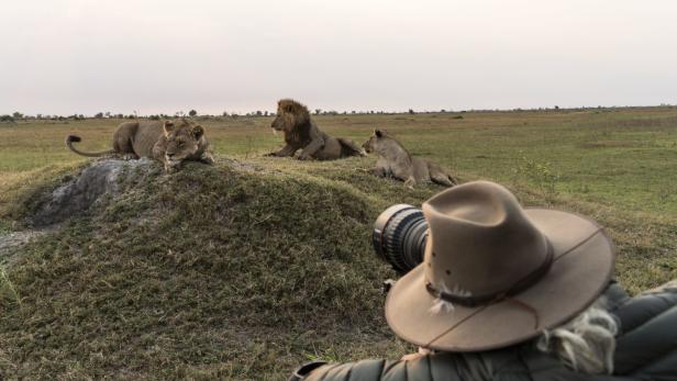Dereck Joubert geht mit der Kamera ganz nah an ruhende Löwen