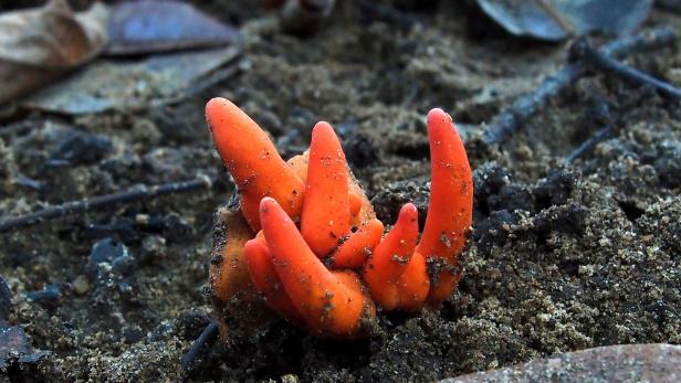 Der grellrote Schlauchpilz wird auf Englisch auch Poison Fire Coral genannt.