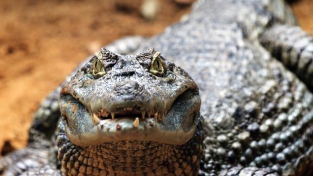 Aus Zirkus entwischt: Krokodil in Moskau von Lkw überrollt