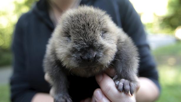 Ein kleines Bibermädchen wird von einer Person gehalten.
