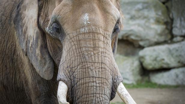 Wasserfall hinabgestürzt: Sechs Elefanten in Thailand ertrunken