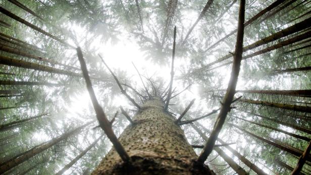 Klimawandel, Schädlinge, Windbruch: "Der Wald braucht andere Bäume"