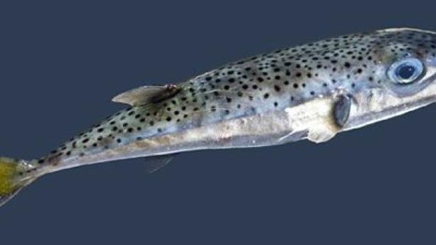 Ein Forellenfisch mit schwarzen Punkten auf blauem Hintergrund.