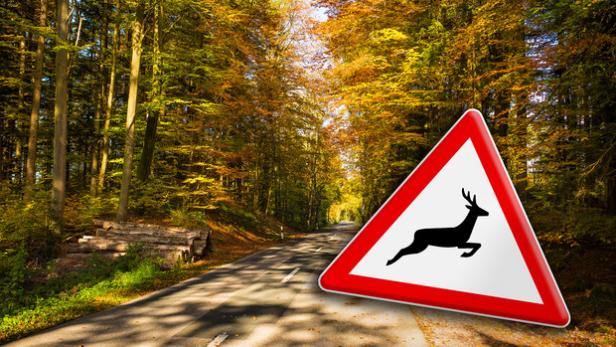 Wildwechsel im Straßenverkehr – TÜV AUSTRIA rät zur Vorsicht. Credits: Shutterstock, auphoto